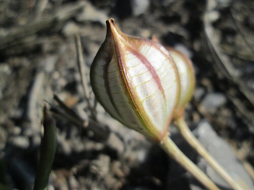 Tulipa turkestanica: Turkestanische Tulpe ( Tulipa turkestanica ) im Fruchtstand in Hockenheim - Herkunft: Zentral-Asien - gesetzt in einem Grünstreifen in einer Maßnahme des Nabu H
