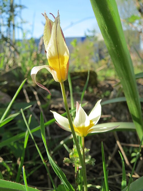 Tulipa turkestanica: Turkestanische Tulpe ( Tulipa turkestanica ) im Bürgerpark Saarbrücken