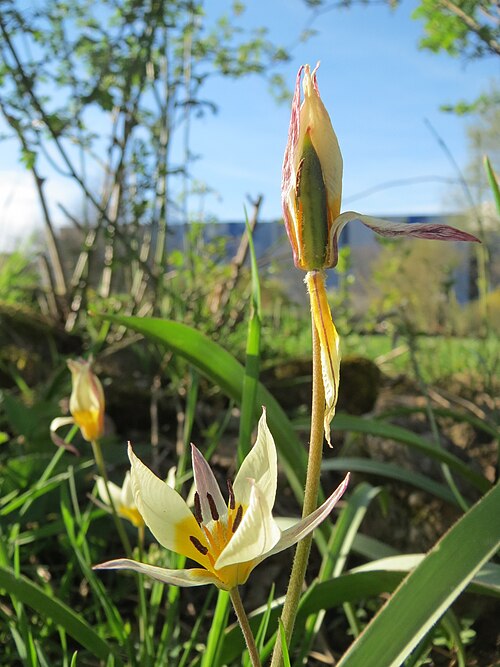 Tulipa turkestanica: Turkestanische Tulpe ( Tulipa turkestanica ) im Bürgerpark Saarbrücken
