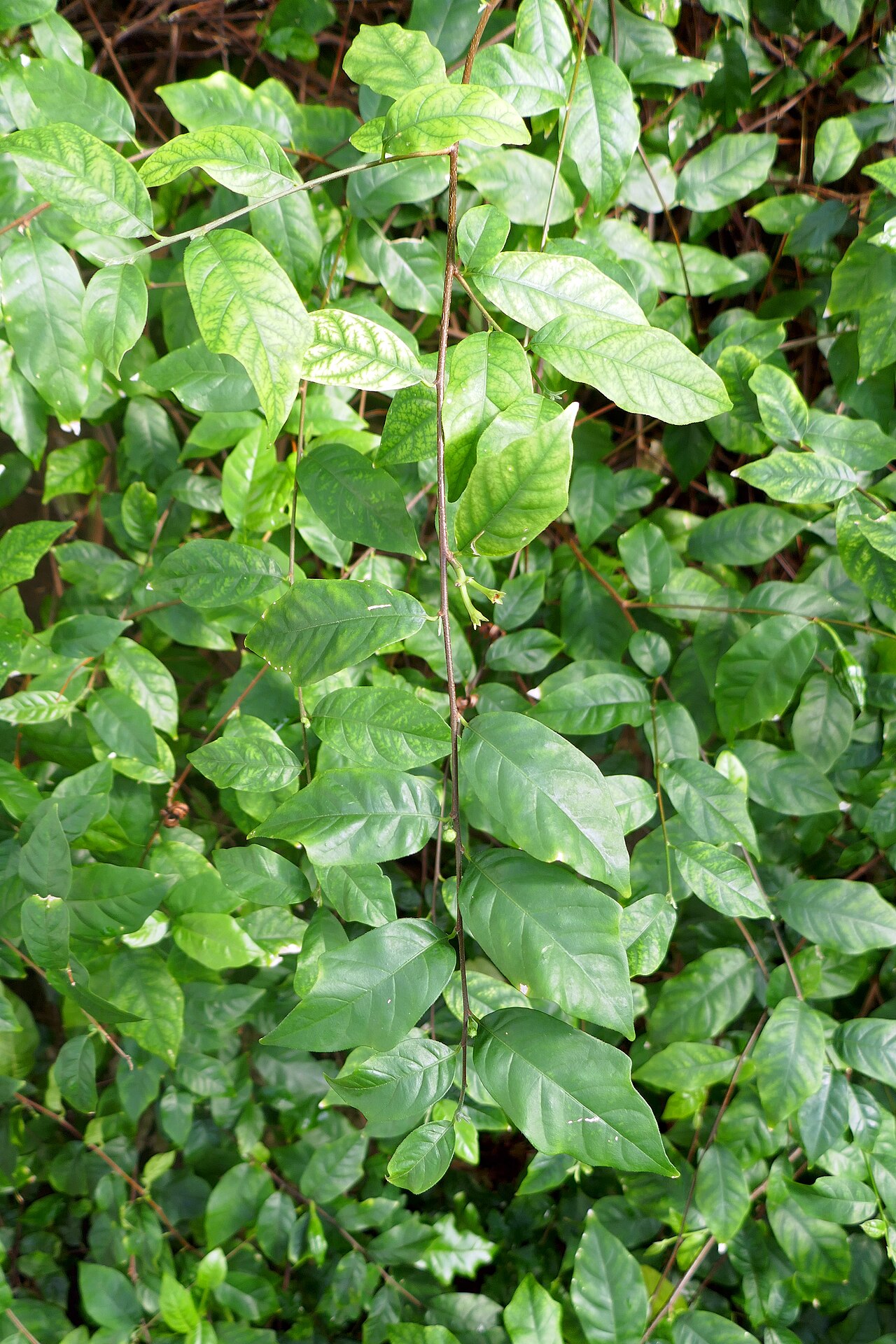 Turraea heterophylla: Turraea heterophylla . Afrique tropicale de l'Ouest. Jardin botanique de Berlin.