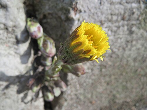 Coltsfoot: Huflattich ( Tussilago farfara ) in Saarbrücken