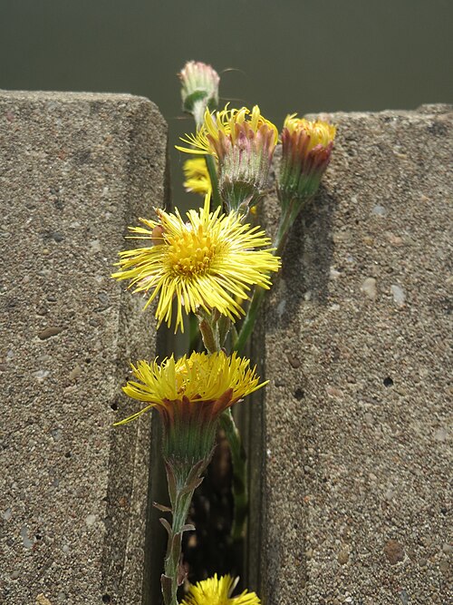 Coltsfoot: Ritzenbotanik: Huflattich ( Tussilago farfara ) an der Saar in Saarbrücken