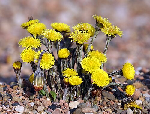 Coltsfoot: Coltsfoot