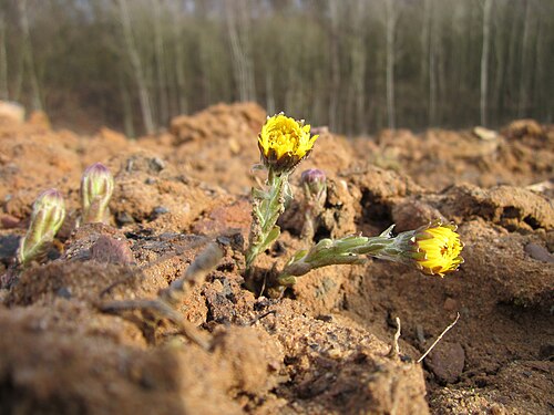 Coltsfoot: Huflattich ( Tussilago farfara ) beim Steinbachschacht