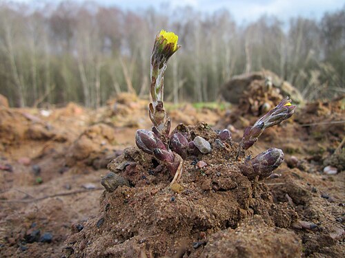 Coltsfoot: Huflattich ( Tussilago farfara ) beim Steinbachschacht