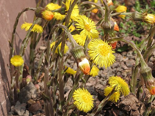 Coltsfoot: Huflattich ( Tussilago farfara ) an der Mainzer Straße in Saarbrücken