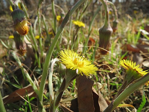 Coltsfoot: Huflattich ( Tussilago farfara ) im Schwetzinger Hardt