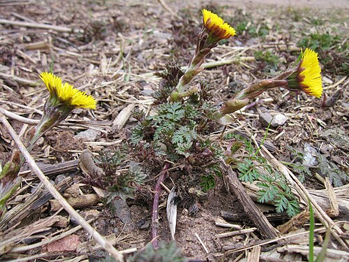 Coltsfoot: Huflattich ( Tussilago farfara ) am Sonnenberg