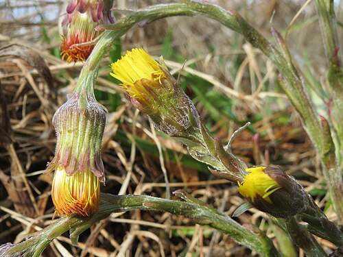 Coltsfoot: Huflattich ( Tussilago farfara ) im Schwetzinger Hardt