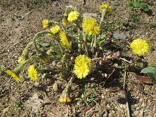 Coltsfoot: Huflattich ( Tussilago farfara ) nahe der Goldenen Bremm in Alt-Saarbrücken