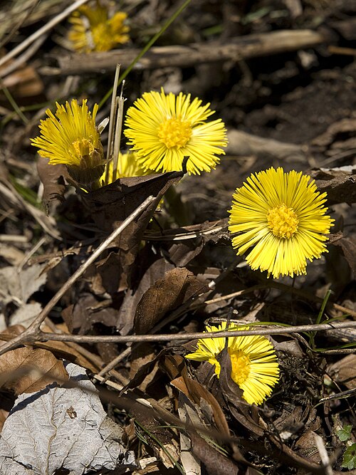 Coltsfoot: Tussilago farfara Huflattich, picture taken in the Bavarian Alps, Germany