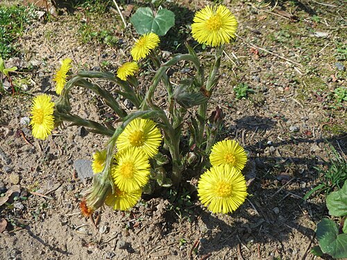 Coltsfoot: Huflattich ( Tussilago farfara ) nahe der Goldenen Bremm in Alt-Saarbrücken