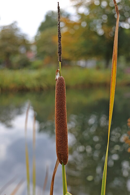 Lesser bulrush: Lesser Bulrush ( Typha angustifolia ), a species of plant in the bulrush family. The plant can be found in shallow water and on the edge of the bank. Their heig