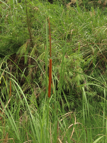 Lesser bulrush (Typha angustifolia)