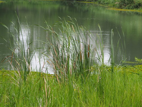 Lesser bulrush (Typha angustifolia)