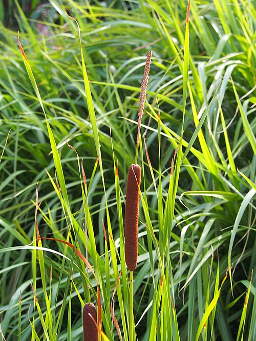 Lesser bulrush: Pałka wąskolistna ( Typha angustifolia ), okaz uprawiany. Ogród botaniczny UWr, Wrocław, Polska.