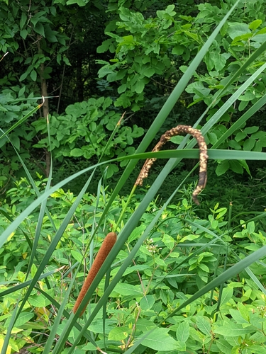 Lesser bulrush (Typha angustifolia)