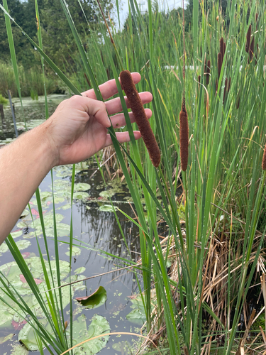 Lesser bulrush (Typha angustifolia)