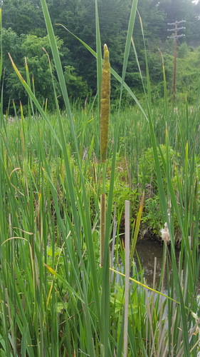 Lesser bulrush (Typha angustifolia)