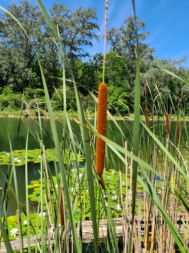 Lesser bulrush (Typha angustifolia)