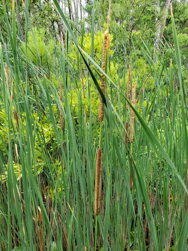 Lesser bulrush (Typha angustifolia)