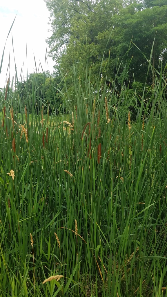 Lesser bulrush (Typha angustifolia)