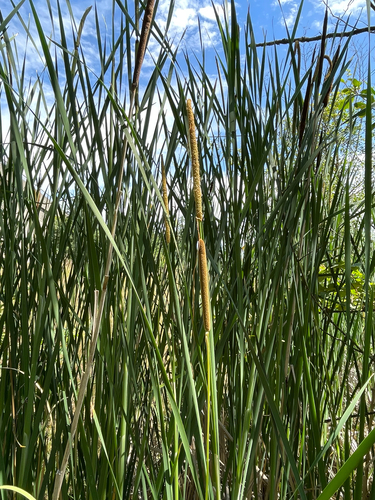 Lesser bulrush (Typha angustifolia)