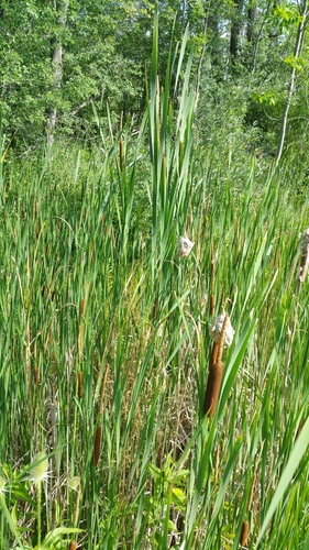 Lesser bulrush (Typha angustifolia)