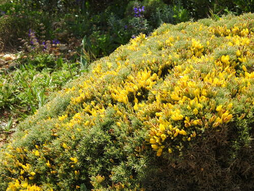 Ulex erinaceus (Ulex erinaceus)