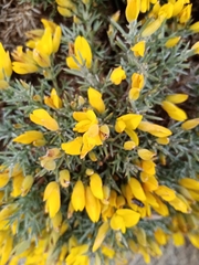 Ulex erinaceus (Ulex erinaceus)