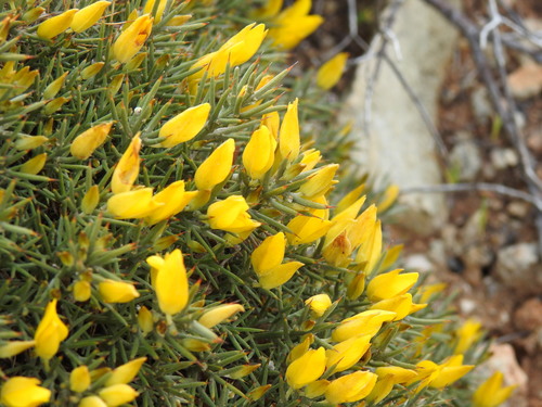 Ulex erinaceus (Ulex erinaceus)