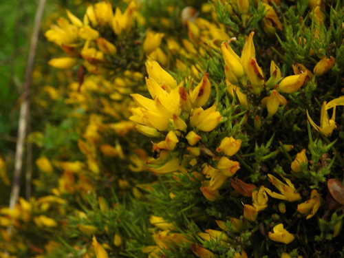 Ulex erinaceus (Ulex erinaceus)