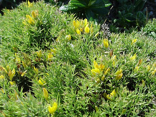 Ulex erinaceus (Ulex erinaceus)