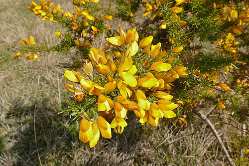 Common gorse: Coteau de Mesnil-Soleil, Versainville, Calvados, FRANCE