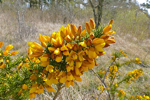Common gorse: Coteau de Mesnil-Soleil, Versainville, Calvados, FRANCE