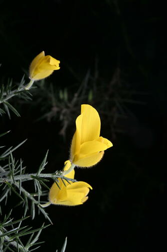 Common gorse (Ulex europaeus)