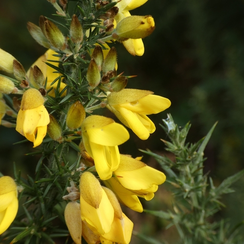 Common gorse (Ulex europaeus)