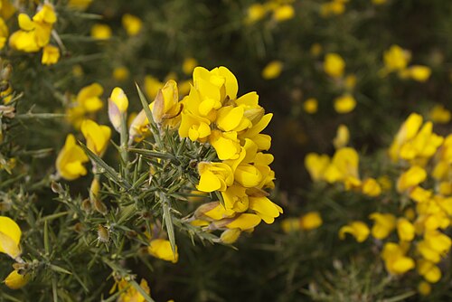 Common gorse: Flowering common gorse (Ulex europaeus) on Isle of Man