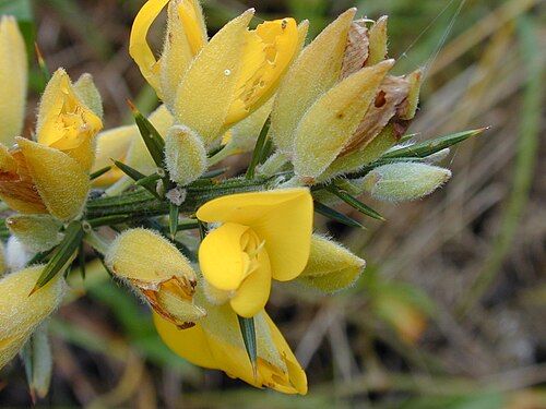 Common gorse: Ulex europaeus (flowers). Location: Maui, Makawao Forest Reserve