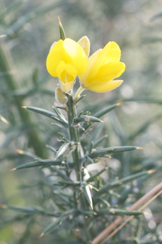Common gorse (Ulex europaeus)