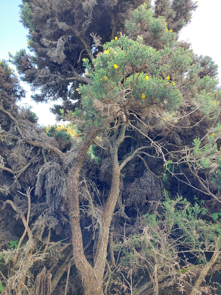 Common gorse (Ulex europaeus)