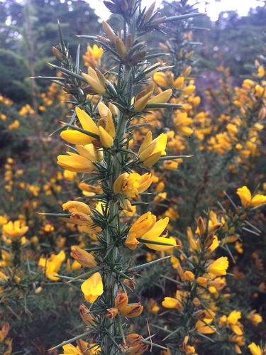 Common gorse (Ulex europaeus)