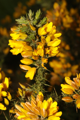 Common gorse (Ulex europaeus)