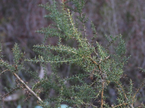 Ulex micranthus (Ulex micranthus)