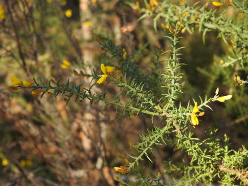 Ulex micranthus (Ulex micranthus)
