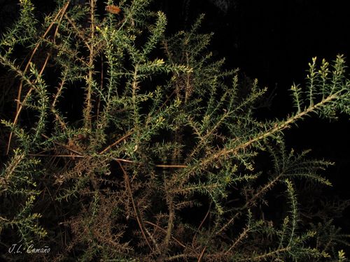 Ulex micranthus (Ulex micranthus)