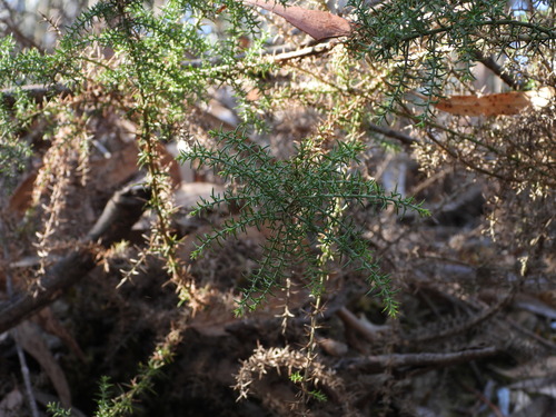 Ulex micranthus (Ulex micranthus)