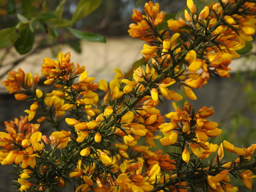 Ulex micranthus (Ulex micranthus)