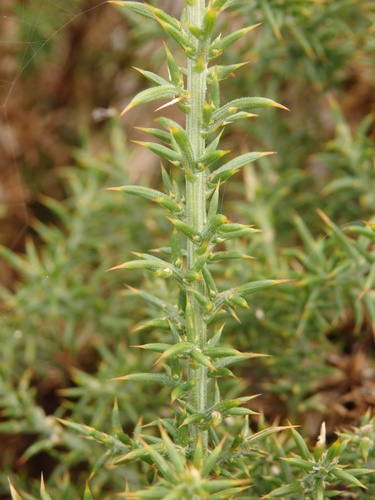 Ulex micranthus (Ulex micranthus)