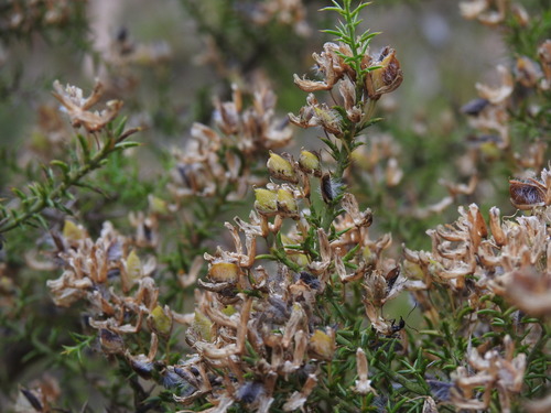 Ulex micranthus (Ulex micranthus)